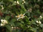 Citrus aurantium myrtifolia 2022.JPG