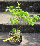 acer-pseudosieb_220318a.jpg