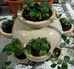mon pot à fraisiers juste après le rajout d'un peu de terreau par dessus (j'ai pas eu le temps de nettoyer oups !)