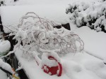 DSC00996.jpg