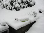 DSC00998.jpg