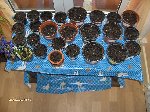 photos forum 012.jpg