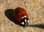 Coccinella septempunctata 1.2.JPG