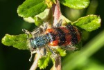 Trichodes apiarius 1.JPG