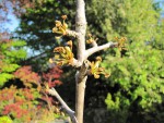 ginkgo02_210424a.jpg