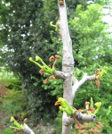 ginkgo02_210514a.jpg