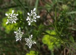 Cerfeuil sauvage, Anthriscus sylvestris 1.JPG