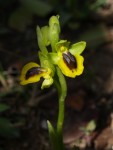 Ophrys lutea 2022.JPG