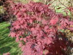 'burgundy lace'