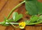 Medicago polymorpha, Luzerne polymorphe 2022.JPG