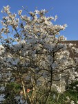 IMG_0908.JPG