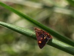 Pyrausta aurata.JPG