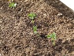petit pois et radis.JPG