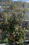 Feijoa Avant.jpg