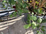 Feijoa Maladie.jpg
