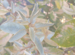 eleagnus2