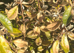 eleagnus3
