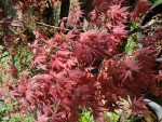 'Harold seedling', un rouge superbe et une texture des feuilles qui rappelle les réticulés