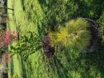 Pinus strobus 'Louis' devant 'shishigashira'