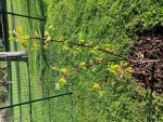 Acer pseudoplatanus 'Simon Louis frère'