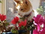mimi parmi les fleurs.jpg