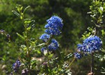 Ceanothus Italian skies 2022.JPG