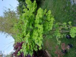 Shira 'aureum' qui rejoindra le grand jardin à l'automne