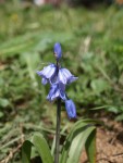 Jacinthe des bois (Hyacinthoides non-scripta) 22 .JPG