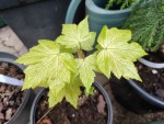 Acer pseudoplatanus 'Leat's cottage'