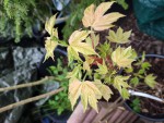 Acer pseudoplatanus 'eskimo sunset' qui commence à débourrer.