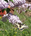 Papilio machaon,  Grand Porte-Queue.JPG