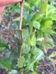 IMG_2203.JPG