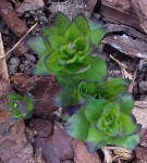 plante3.jpg