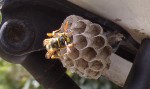 nid poliste dominulus G.JPG