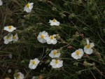 Helianthemum apenninum 3.JPG