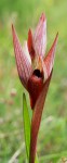 Ophrys serapia lingua 1.JPG