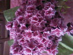SP_A0163.jpg