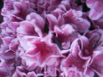 SP_A0164.jpg