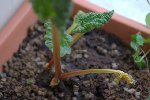 580525_03_2009Estelle.CR2.jpg