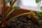 580725_03_2009Estelle.CR2.jpg