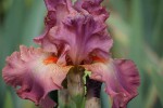 DSC05167.jpg