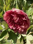 Pivoine Flambeau.JPG