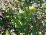 DSCN0724.JPG