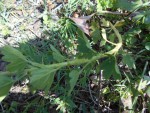 DSCN0725.JPG