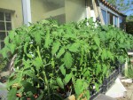 Tomates 11 mai 22.jpg