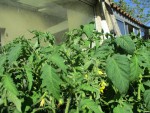 Tomates fleurs 11 mai 22.jpg