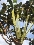 magnolia 2.jpg