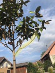 magnolia 1.jpg
