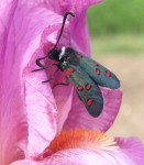 Zygaena lavandulae 2022.JPG