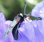 Zygaena 1.JPG